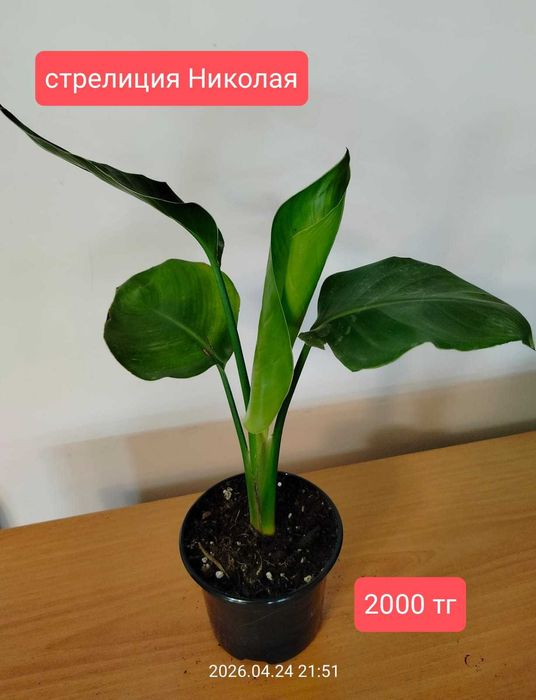 продам комнатные растения