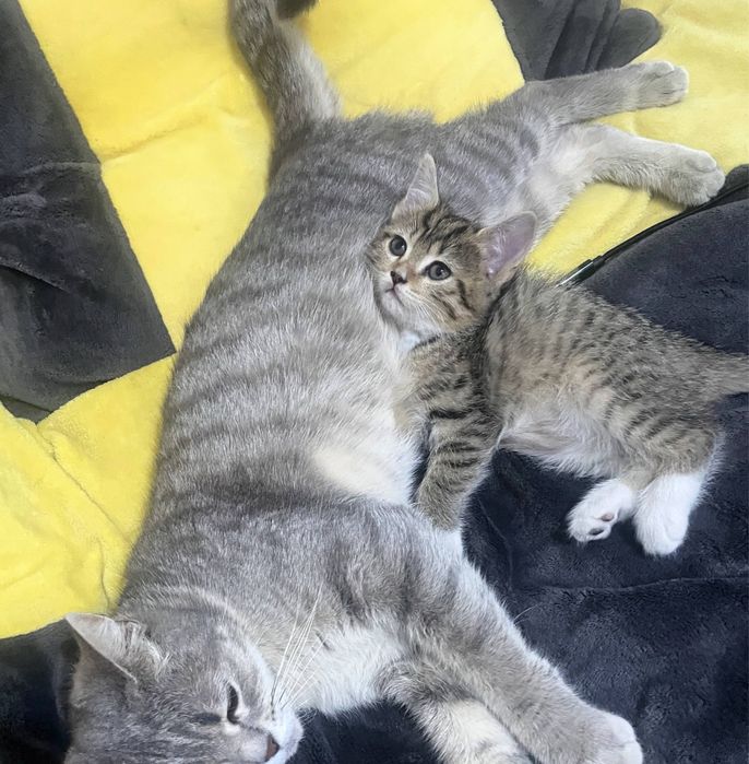 Отдаем котенка в добрые руки!