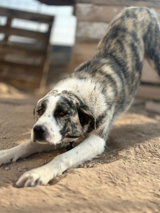 Отдам в хорошие руки