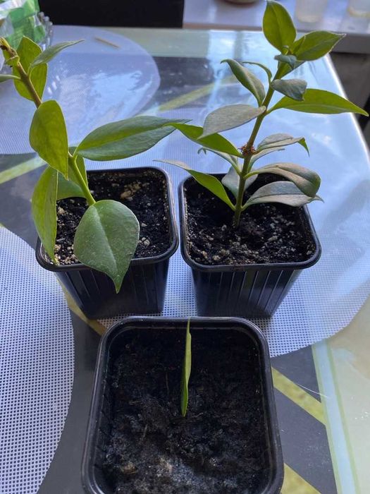 Продам Эсхинантус, жар птица