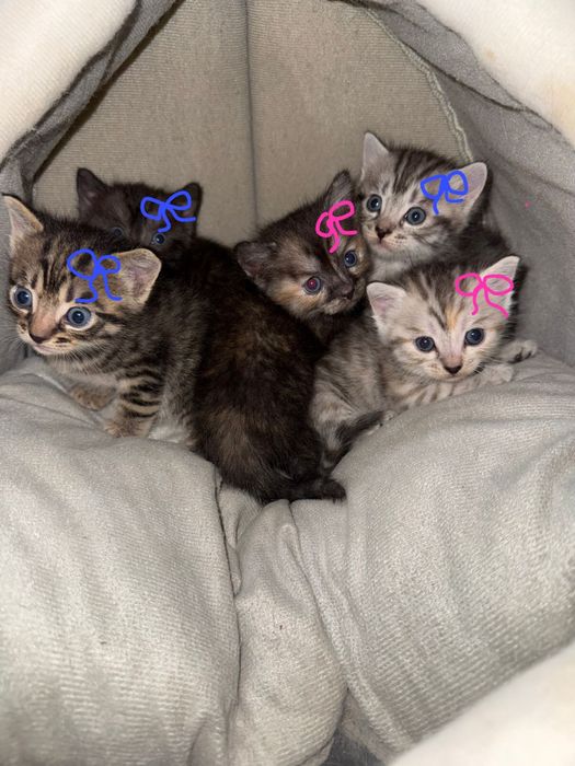Котята домашние чистые