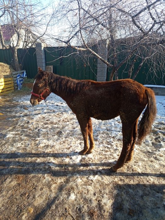 Продам лошадь 11 месецев