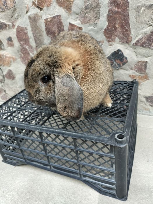 Karlik baran quyoni sotiladi