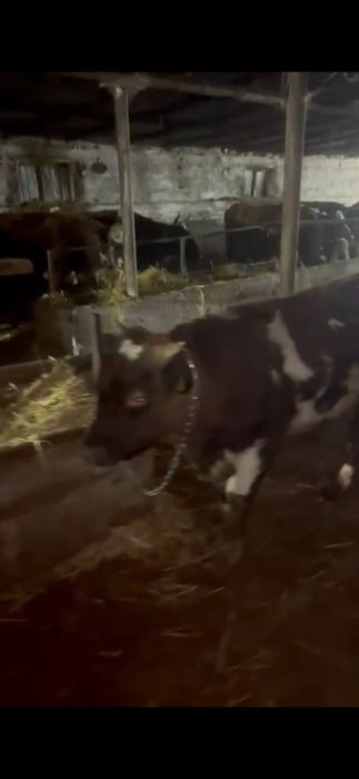 Продам бычков подсосных