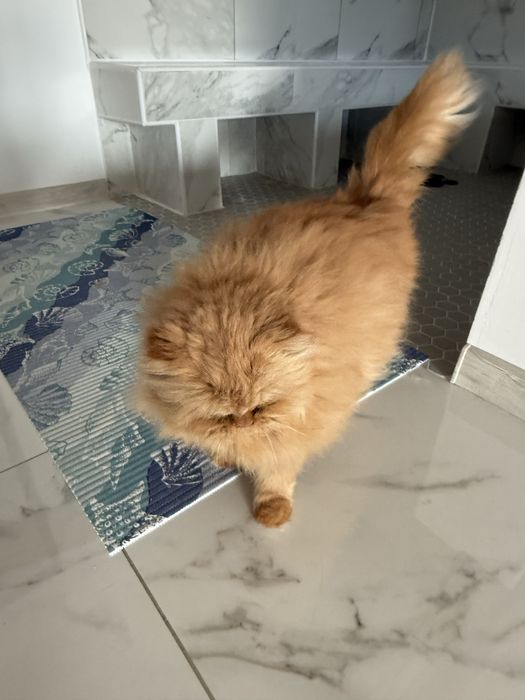 Donez mascul pisica persana