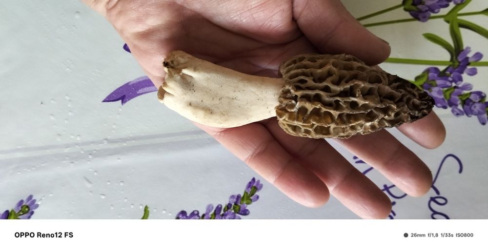 Vând zbirciogii.morchella conica