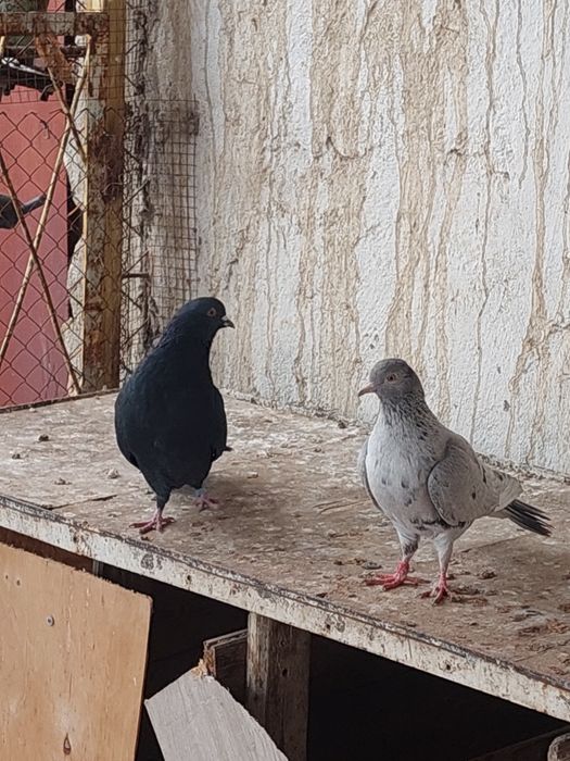 Құстар сатылады.