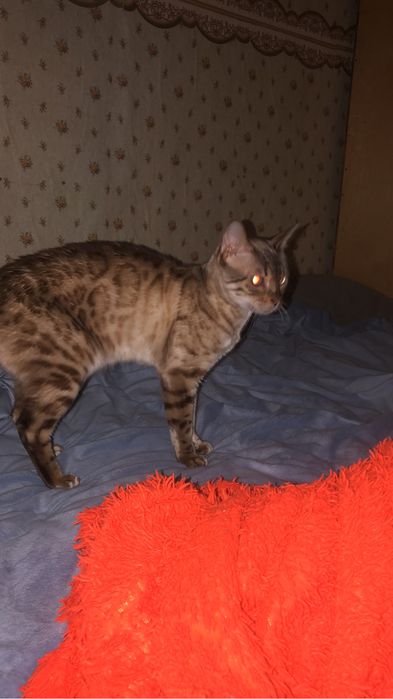 Продам кошку бенгалку