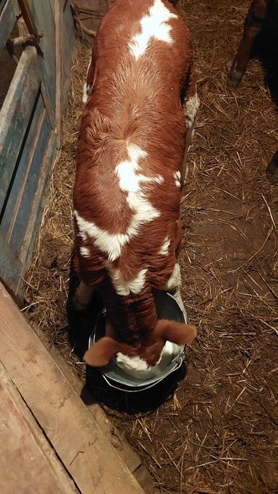 Продам телят 2 тёлочки