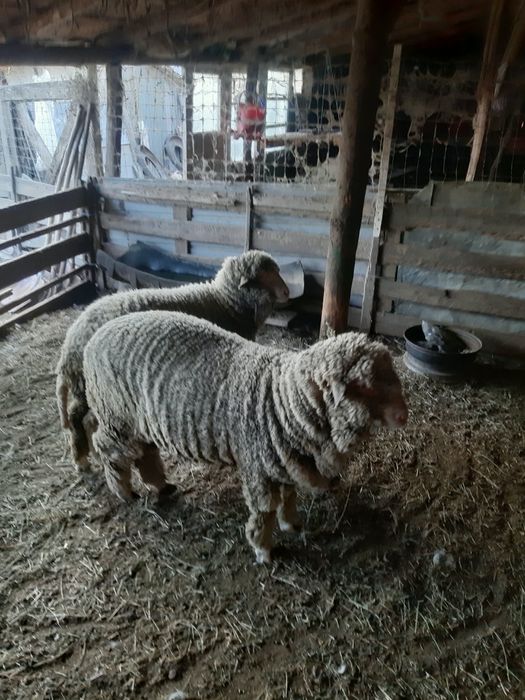 Berbecuț și cârlană de prăsilă