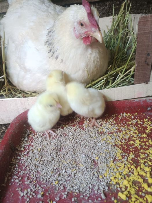 Клуша с цыплятами