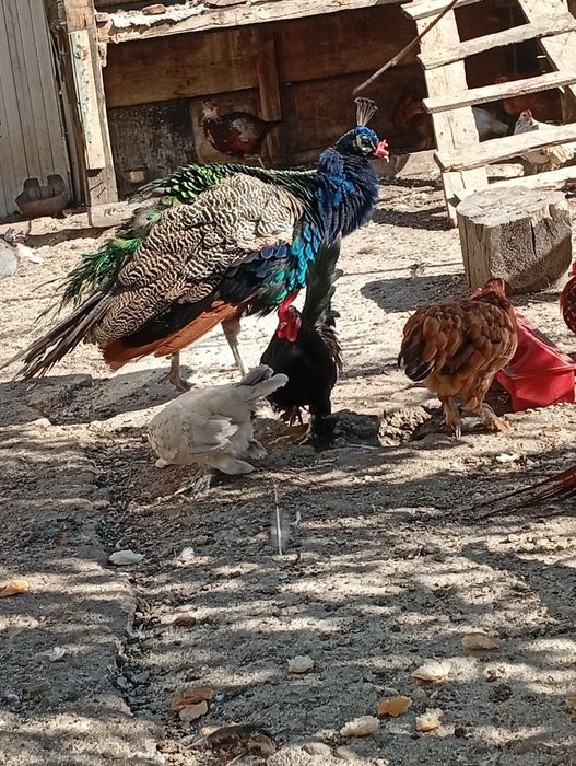 Pereche pauni comuni