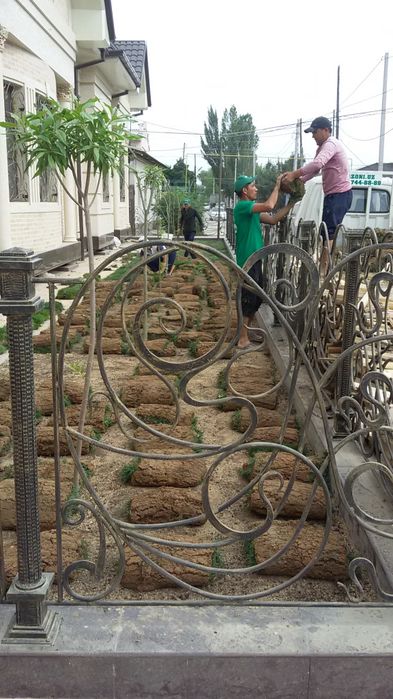 Готовые рулонные газоны оптом.