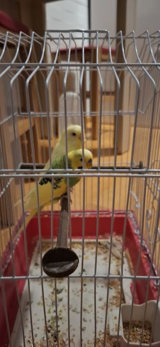 Vand papagali tip peruși