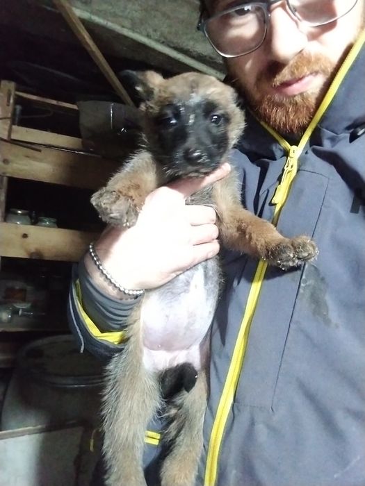 Белгийски овчарки Малиноа