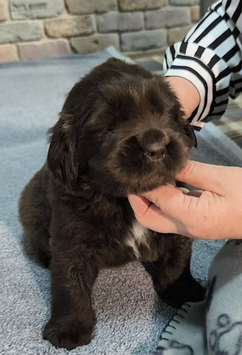 Щенки Ньюфаундленда