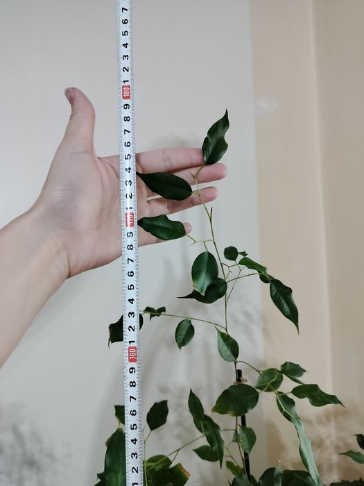 Продается Фикус Бенджамин