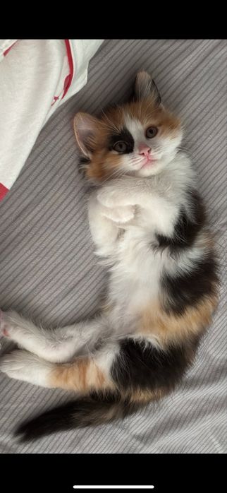 отдам котенка в добрые руки