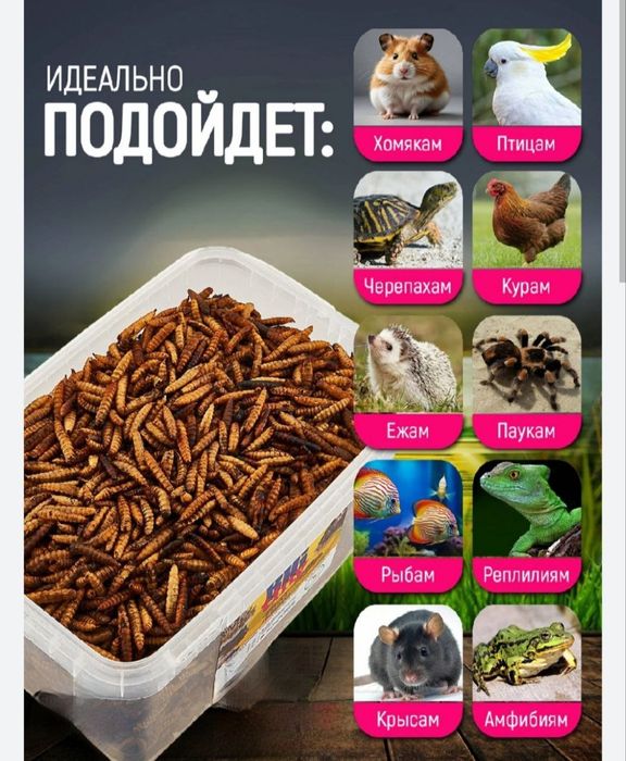 Корм для домашних питомцев