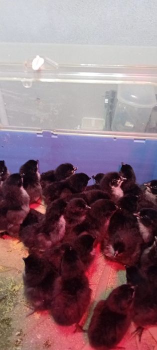 Vand pui rasa Australorp de 3 saptamani