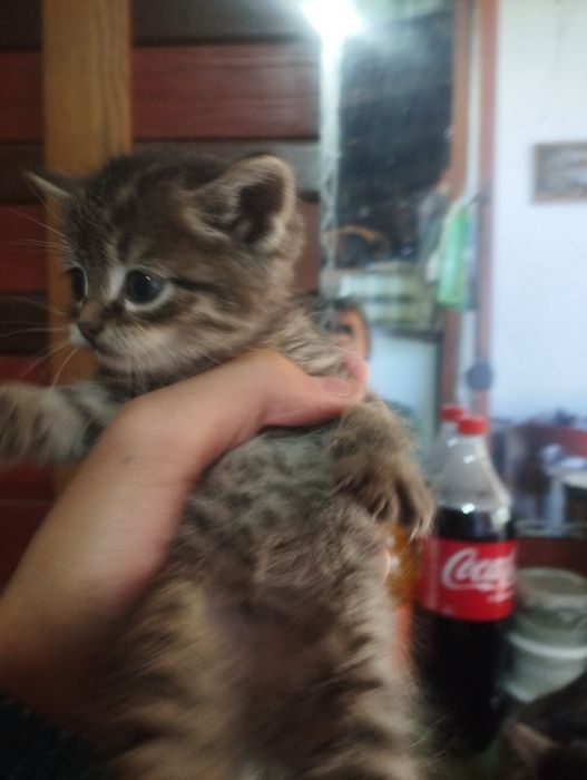 Отдам котят крысоловки