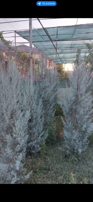 Аризонский кипарис