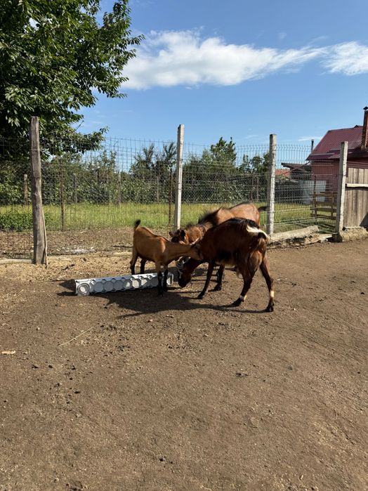 Vânzare/schimb Capre, iezi și țap