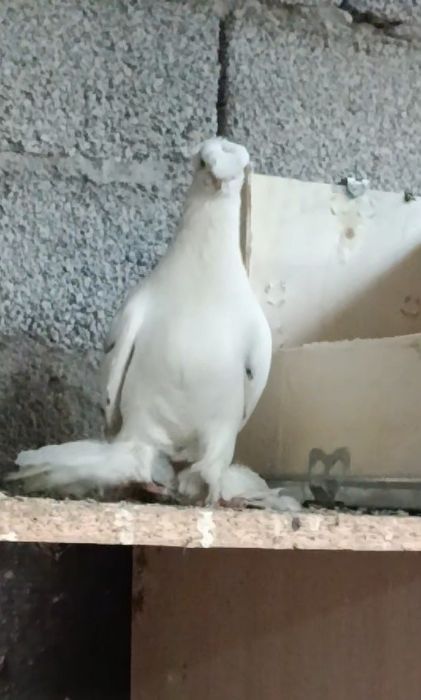 Продается голуби