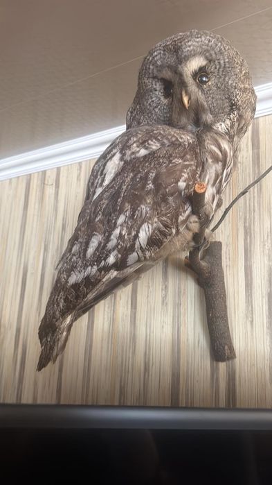 Продам чучело совы