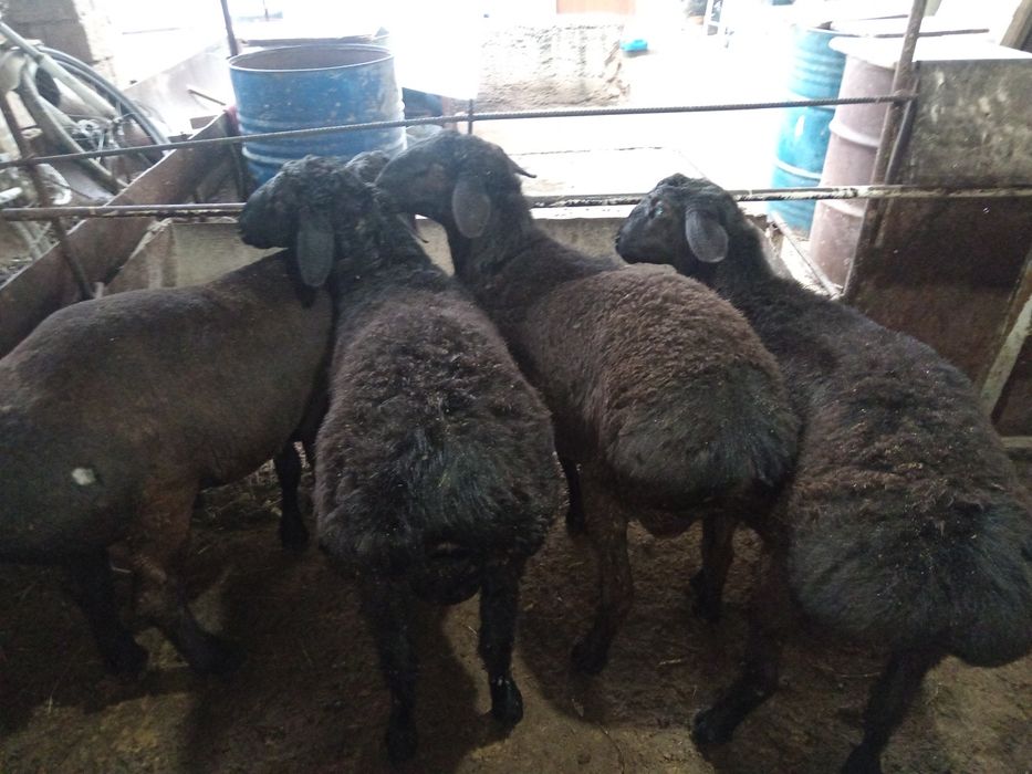 Qoshqor qoy кочкор кой куй