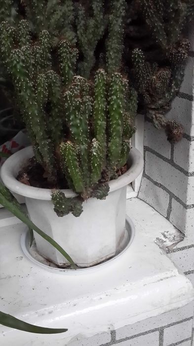 Кактус. Большой. Колючий.