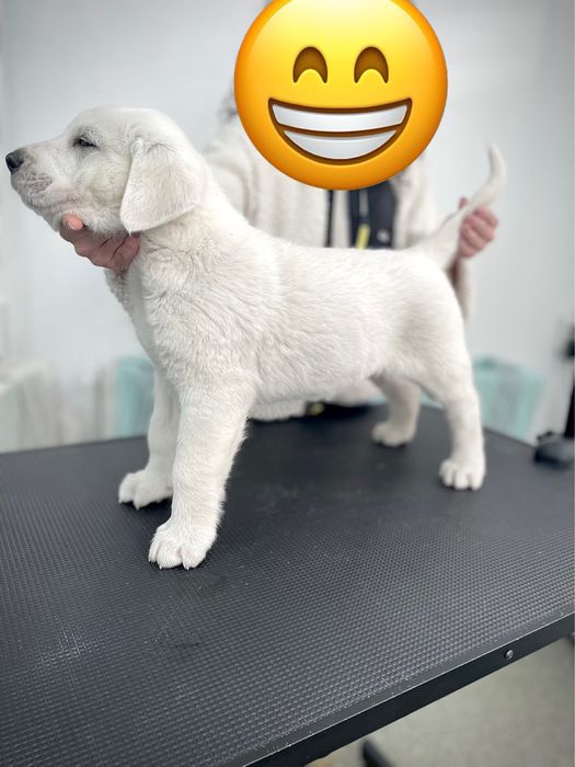 Cioabnesc de Asia Centrala