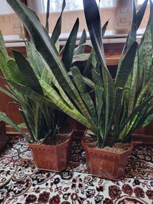 Xonaki Gullar tuvakda