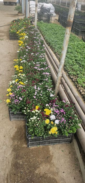 Globus xirzantema , buketniy xirzantema goland karlikviy atirgullar bo