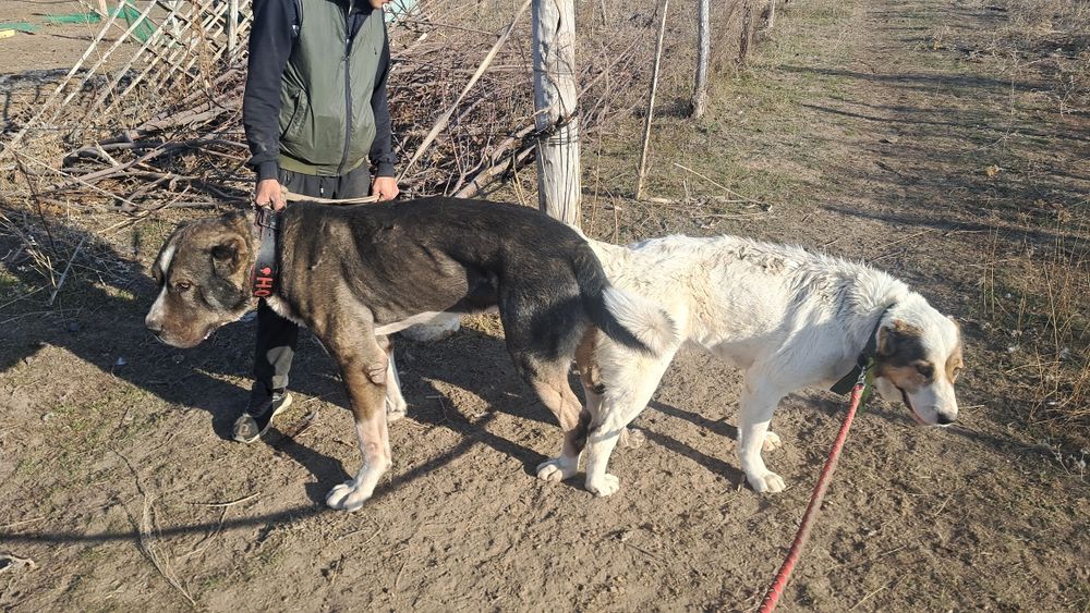 Алабай күшіктер сатылады