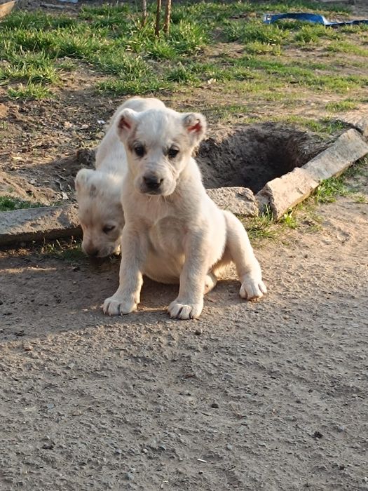 Щенки Алабайчики