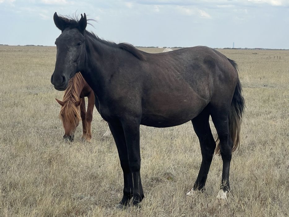Буаз Байтал срочно сатылады