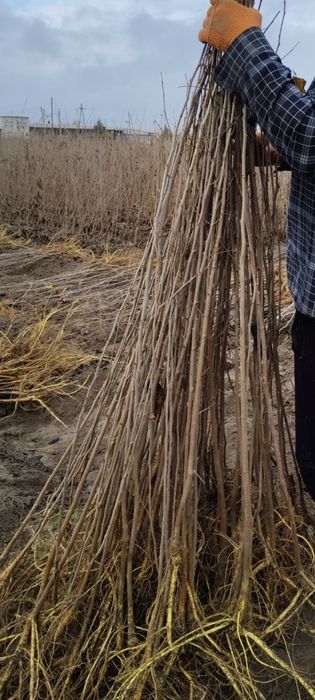 Tut kuchatlari sotiladi