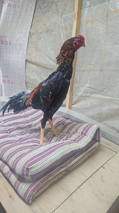 Продам бойцовский петухов