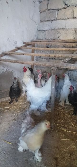 Продаются цыплята брама
