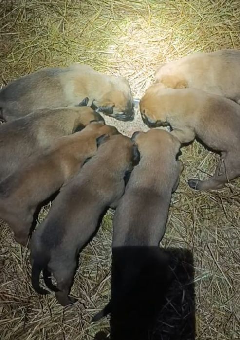 Щенки бельгийской овчарки