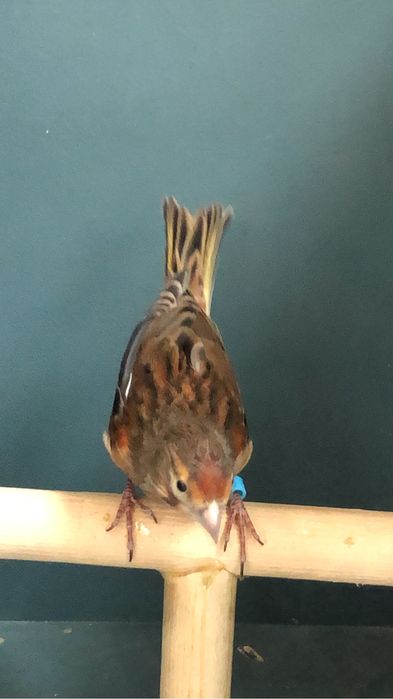 Канарейка кенор гибрид репел