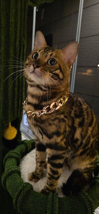 Vyazka Karalevski Bengal