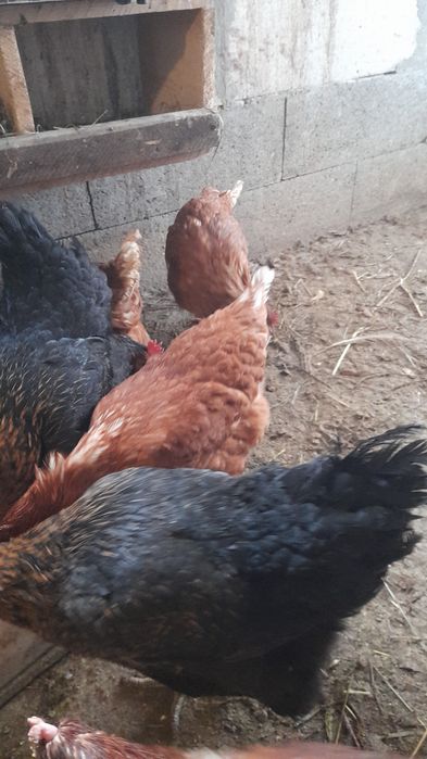 Vand puicute, tinere, sanatoase