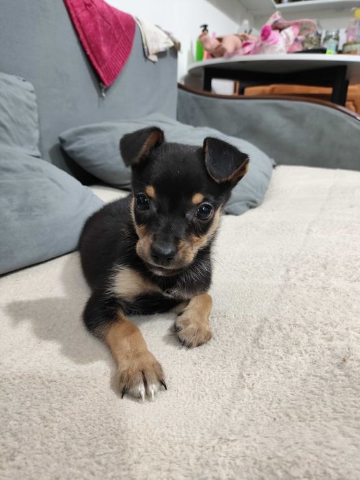 Собака Той Терьер