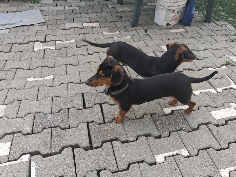 Tekel băieți/frați