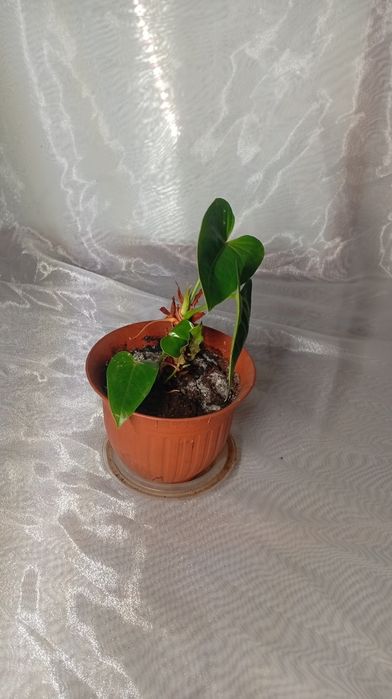 Комнатные растение:филодендрон,рео,эониум