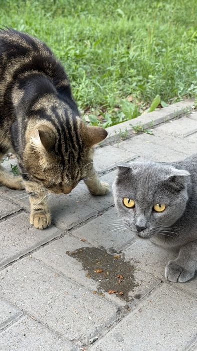 Кошечка британка