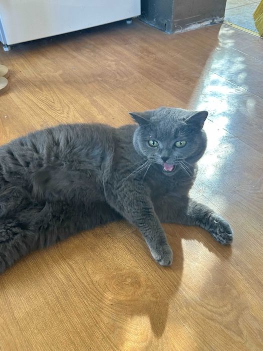 Котка - Британска късокосместа