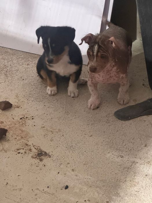 Продаются щенки ксоло